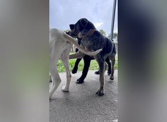 Wunderhübscher und ruhiger Grieche NERO (1 Jahr) sucht eine Familie (Frankfurt)