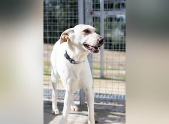 Zarte, fröhliche und menschenbezogene Hündin SNOW sucht eine Familie