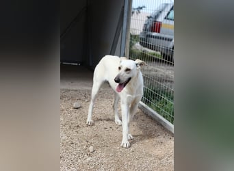 Zarte, fröhliche und menschenbezogene Hündin SNOW sucht eine Familie