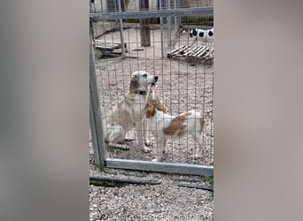 Super niedliche und liebe Grinsebacke TINE sucht eine Familie