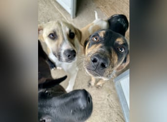 Wunderhübscher und ruhiger Grieche NERO (1 Jahr) sucht eine Familie (Frankfurt)