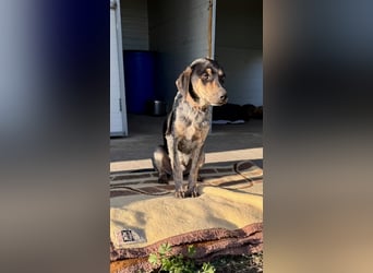 Wunderhübscher und ruhiger Grieche NERO (1 Jahr) sucht eine Familie (Frankfurt)