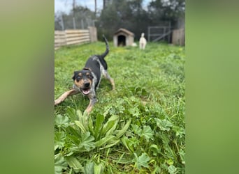 Wunderhübscher und ruhiger Grieche NERO (1 Jahr) sucht eine Familie (Frankfurt)