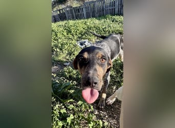 Wunderhübscher und ruhiger Grieche NERO (1 Jahr) sucht eine Familie (Frankfurt)