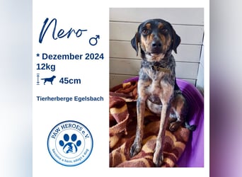 Wunderhübscher und ruhiger Grieche NERO (1 Jahr) sucht eine Familie (Frankfurt)