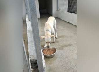 Zarte, fröhliche und menschenbezogene Hündin SNOW sucht eine Familie