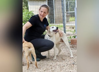 Super niedliche und liebe Grinsebacke TINE sucht eine Familie