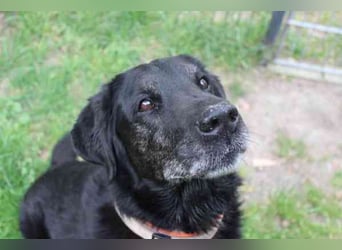 Benthley, Labrador-Mix, geb. 2014, ein lieber, ruhiger und ausgeglichener Senior