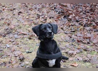 Fortuna, Labrador-Jagdhundmix, geb. 2022, aktives Dreibein, nur als Zweithund zu vermitteln