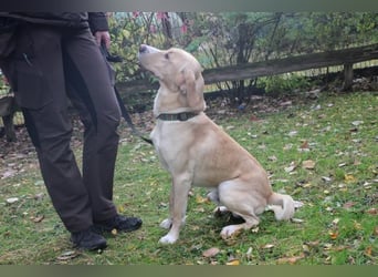 Yoko, Labrador-Beagle-Mix,geb. 2023, freundl. und lernfreudig