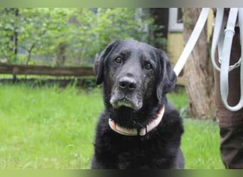 Benthley, Labrador-Mix, geb. 2014, ein lieber, ruhiger und ausgeglichener Senior