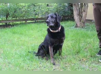 Benthley, Labrador-Mix, geb. 2014, ein lieber, ruhiger und ausgeglichener Senior