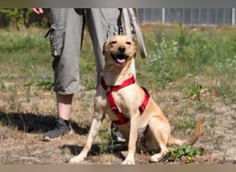 Princess, Mischling, geb. 2014, sucht hundeerfahrene, sportliche Menschen ohne Kinder