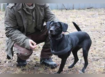 Fortuna, Labrador-Jagdhundmix, geb. 2022, aktives Dreibein, nur als Zweithund zu vermitteln
