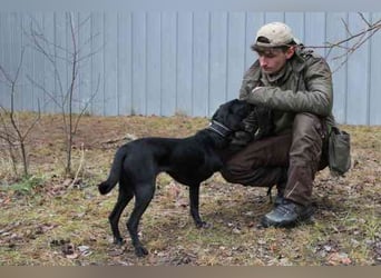Fortuna, Labrador-Jagdhundmix, geb. 2022, aktives Dreibein, nur als Zweithund zu vermitteln