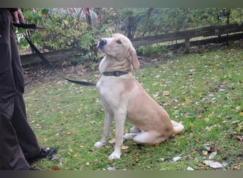 Yoko, Labrador-Beagle-Mix,geb. 2023, freundl. und lernfreudig