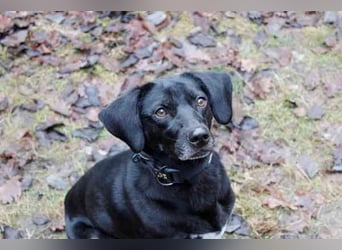 Fortuna, Labrador-Jagdhundmix, geb. 2022, aktives Dreibein, nur als Zweithund zu vermitteln