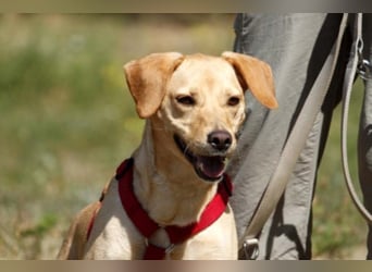 Princess, Mischling, geb. 2014, sucht hundeerfahrene, sportliche Menschen ohne Kinder