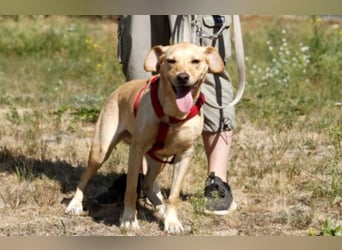 Princess, Mischling, geb. 2014, sucht hundeerfahrene, sportliche Menschen ohne Kinder