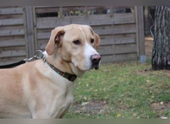 Yoko, Labrador-Beagle-Mix,geb. 2023, freundl. und lernfreudig