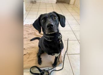 Fortuna, Labrador-Jagdhundmix, geb. 2022, aktives Dreibein, nur als Zweithund zu vermitteln