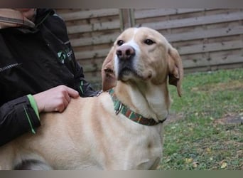 Yoko, Labrador-Beagle-Mix,geb. 2023, freundl. und lernfreudig