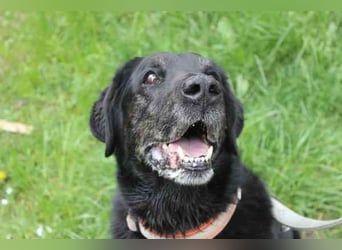 Benthley, Labrador-Mix, geb. 2014, ein lieber, ruhiger und ausgeglichener Senior