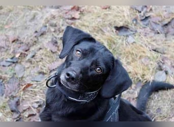 Fortuna, Labrador-Jagdhundmix, geb. 2022, aktives Dreibein, nur als Zweithund zu vermitteln