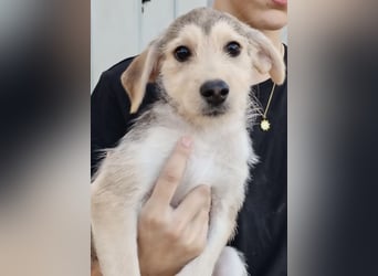 Ein neues Kapitel für Geraldina