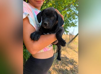Scarlett, geboren 14.05.2026, 23cm sucht ihre Menschen