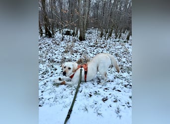 Efe - sensibler Labrador mit großem Herz sucht verständnisvolles Zuhause oder eine Pflegestelle