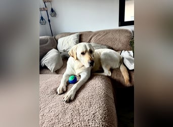 Efe - sensibler Labrador mit großem Herz sucht verständnisvolles Zuhause oder eine Pflegestelle