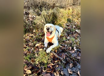 Efe - sensibler Labrador mit großem Herz sucht verständnisvolles Zuhause oder eine Pflegestelle