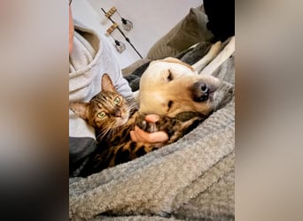 Efe - sensibler Labrador mit großem Herz sucht verständnisvolles Zuhause oder eine Pflegestelle