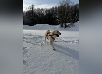 Efe - sensibler Labrador mit großem Herz sucht verständnisvolles Zuhause oder eine Pflegestelle