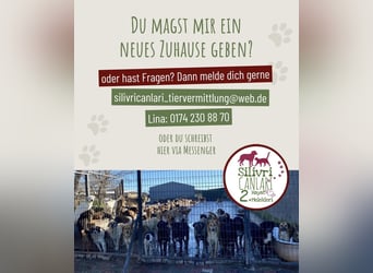 Efe - sensibler Labrador mit großem Herz sucht verständnisvolles Zuhause oder eine Pflegestelle