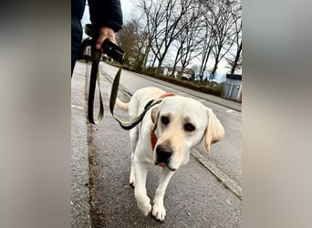 Efe - sensibler Labrador mit großem Herz sucht verständnisvolles Zuhause oder eine Pflegestelle