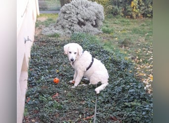 Greta: wer gibt mir Zeit?