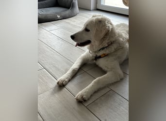 Greta: sucht 1000 Streichelhände