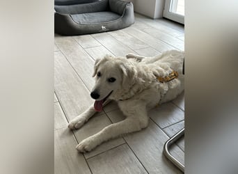 Greta: sucht 1000 Streichelhände