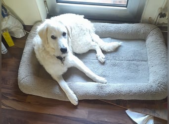 Greta: wer gibt mir Zeit?