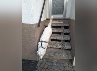 Greta: wer gibt mir Zeit?