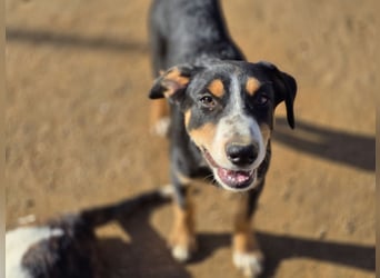 Bill: Hallo, hier bin ich!