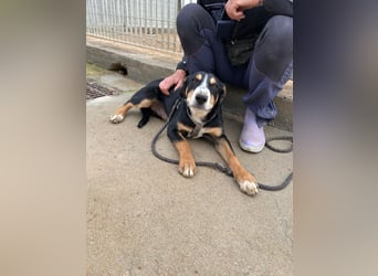 Bill: einfach nur lieb und unkompliziert