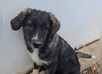 Pesca: Spaß und gute Laune garantiert