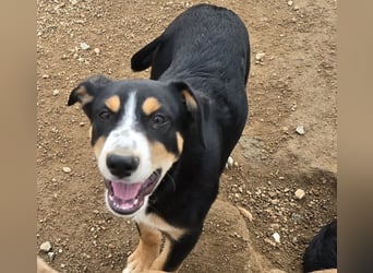 Bill: einfach nur lieb und unkompliziert