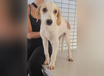 Patsy: ein ruhiger Schatz sucht Geborgenheit