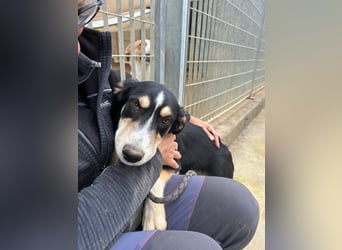 Bill: einfach nur lieb und unkompliziert