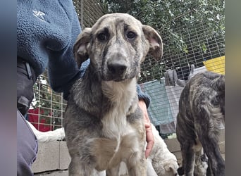 Cheyenne: beeindruckt mit ihrem ruhigen Wesen