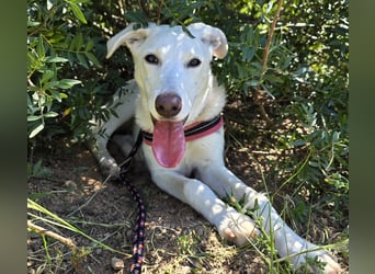 Clementina: grazile, aufgeweckte Schönheit